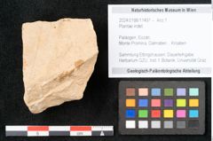 Foto (Objekt + Etikett) von Plantae indet.  (NHMW-GEO-2024-0188-11497)